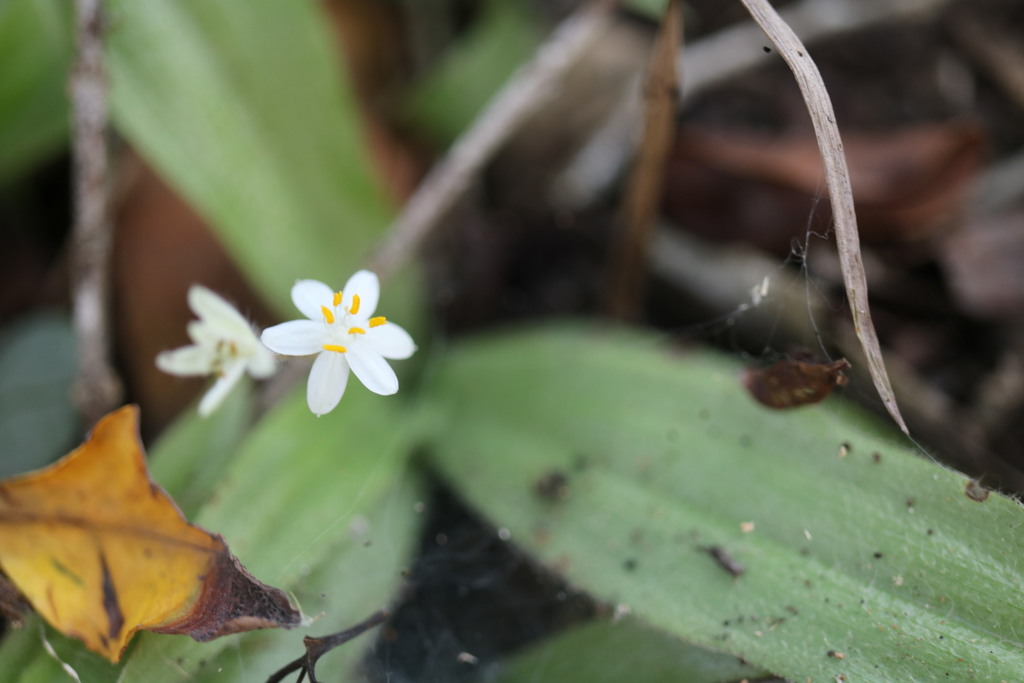 Small White Stargrass