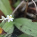 Small White Stargrass - Photo (c) Gail Bowers-Winters, some rights reserved (CC BY-NC), uploaded by Gail Bowers-Winters