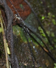 Protosticta gravelyi