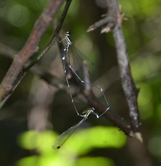 Protosticta gravelyi