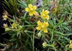 Potentilla biflora