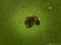Rhombonotus