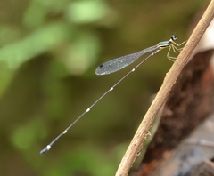 Protosticta gravelyi