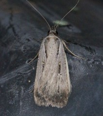 Tathorhynchus exsiccata