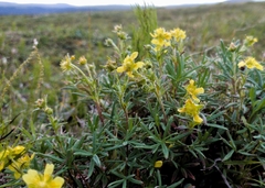 Potentilla biflora