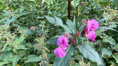 Impatiens glandulifera