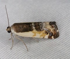 Tarache augustipennis