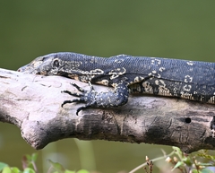 Varanus salvator salvator
