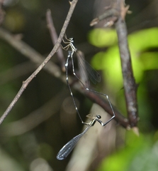 Protosticta gravelyi