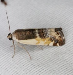 Tarache augustipennis