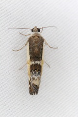 Tarache augustipennis