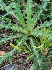 Cirsium pumilum