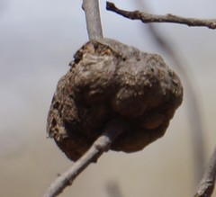 Callirhytis quercuscornigera