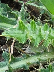 Cirsium pumilum