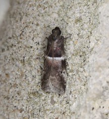 Quasisalebria atratella