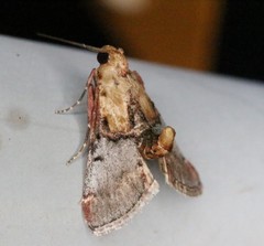 Cacozelia basiochrealis