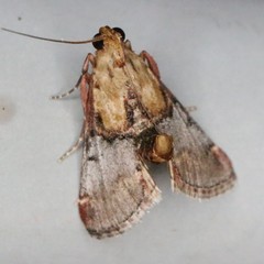 Cacozelia basiochrealis