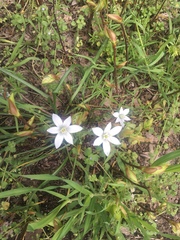 Ornithogalum umbellatum