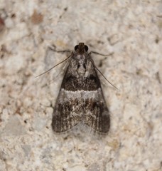 Pococera scortealis