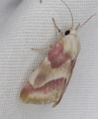 Schinia regina