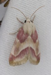 Schinia regina