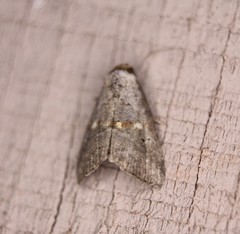 Hyperstrotia flaviguttata