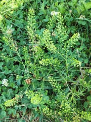 Lepidium densiflorum