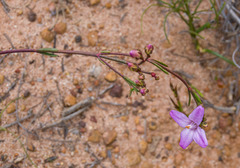Boronia spathulata