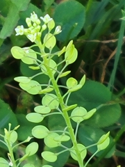 Lepidium densiflorum