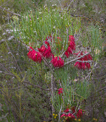 Melaleuca gracilis