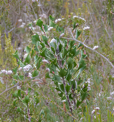 Isopogon trilobus