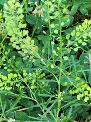 Lepidium densiflorum
