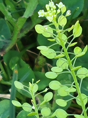 Lepidium densiflorum