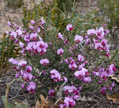 Gompholobium scabrum