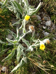 Hieracium villosum