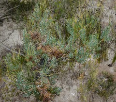 Banksia violacea