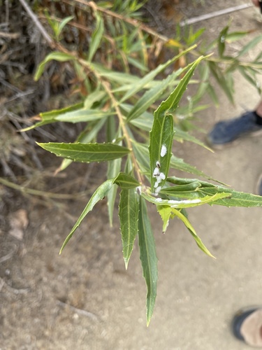iNaturalist observation photo of Mealybugs