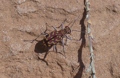 Lophyra flexuosa