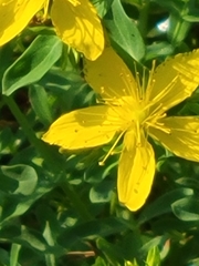 Hypericum perforatum