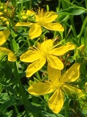 Hypericum perforatum