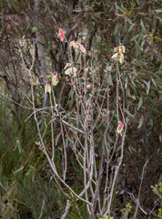 Pimelea physodes