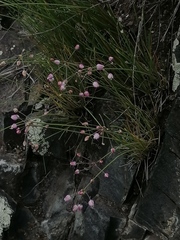 Allium vodopjanovae