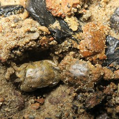 Pseudograpsus elongatus