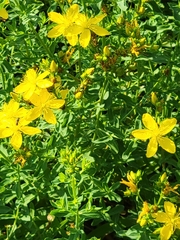 Hypericum perforatum