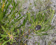 Isopogon polycephalus