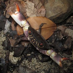Baptozius vinosus