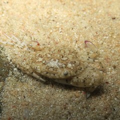 Cycloachelous granulatus