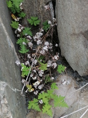 Aleuritopteris argentea