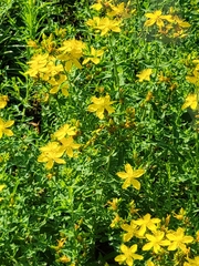 Hypericum perforatum