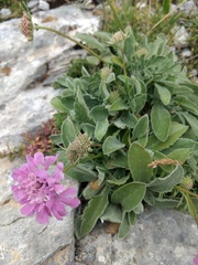 Scabiosa pyrenaica